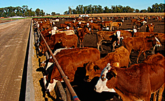 S.A. EXPLOTACIONES DE CAMPOS Y MONTES DEL RIO BERMEJO