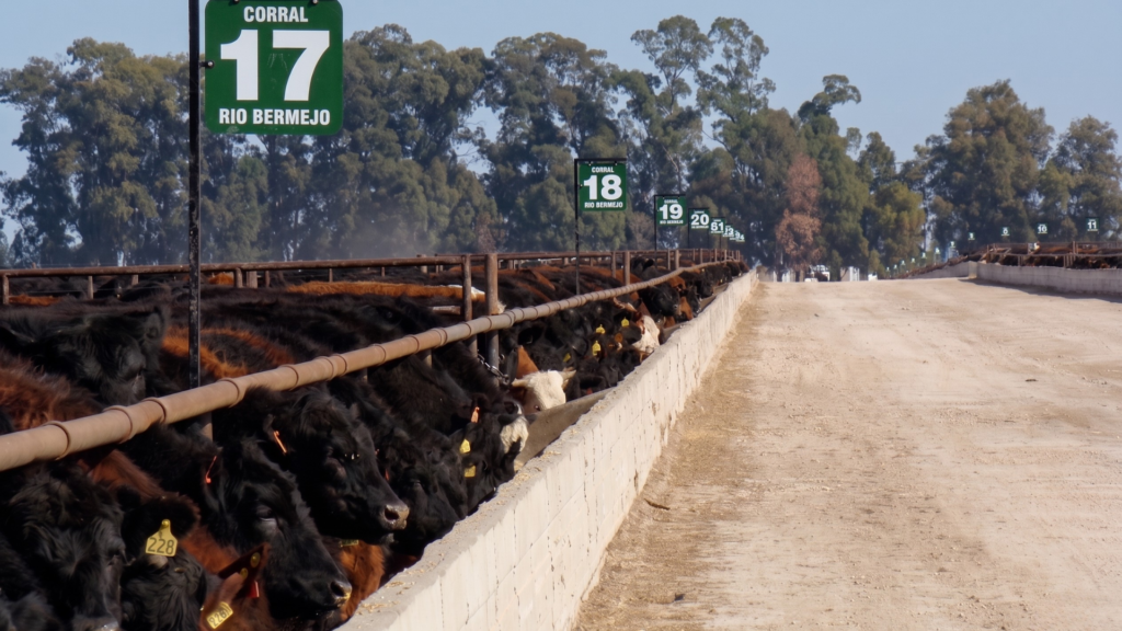 Feedlots: Del proyecto a la operación